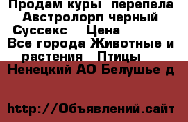 Продам куры, перепела. Австролорп черный. Суссекс. › Цена ­ 1 500 - Все города Животные и растения » Птицы   . Ненецкий АО,Белушье д.